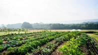 "Une structure solide et assez haute" : Cette idée originale d'un jardinier pour protéger son potager du vent et des aléas climatiques