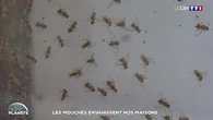 Les mouches envahissent nos maisons