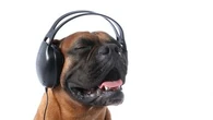 "Un bon Mozart pour un bon jambon" : comment la musique influence le comportement des animaux