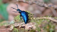 Ces insectes peuvent provoquer des cloques sur votre peau, ne les laissez pas s'approcher (et ne les touchez surtout pas !)