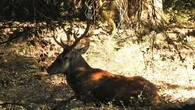 "10 minutes de présence, des mois de travail anéantis" : faut-il autoriser la chasse des cerfs en Corse ?