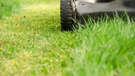 Connaissez-vous ce système de défense qui se cache derrière l’odeur de l’herbe coupée ?