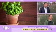 Semaine spéciale jardin : Garder le basilic en vie