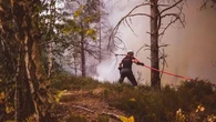 "On a envie de participer" : la cagnotte pour sauver la forêt de Fontainebleau s'envole