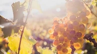 "Il peut développer un goût de fruit trop cuit ou surconfituré" : à quel point le réchauffement climatique change-t-il le goût du vin ?