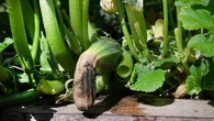 Canicule : les légumes de mon potager ont pris un coup de chaud, est-ce qu'il est possible de les sauver malgré tout ?