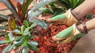 Comment réaliser un paillage optimal sans paille et sans feuilles mortes ?