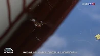 Nature : des mares... contre les moustiques !