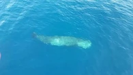 "Génial !" : un jeune cachalot de 15 mètres de long filmé au large des côtes des Bouches-du-Rhône
