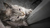 Mon chat fait ses griffes sur mes meubles ! Comment l'en empêcher ?