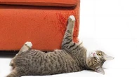Avec cette astuce, votre chat devrait arrêter de faire ses griffes sur le canapé