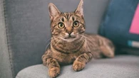 Pourquoi les chats perdent-ils leurs griffes ?