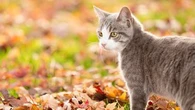 L'automne arrive... attention à ces dangers qui guettent votre chat