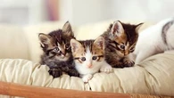 Ces étapes pour devenir famille d’accueil pour animaux domestiques