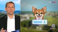Le chihuahua que j'ai acheté ne s'entend pas avec mon chien, puis-je le rendre et être remboursé ? Le 13H à vos côtés