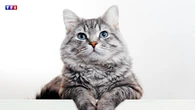Que veut dire votre chat lorsqu’il pétrit avec ses pattes ?