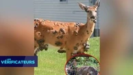 VÉRIF' - Un virus transforme-t-il réellement des animaux en"zombies" aux Etats-Unis ?