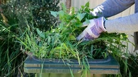 Jardinage : j'ai taillé des haies et tondu l’herbe, mais je ne sais pas quoi faire des déchets verts de mon jardin ?