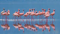 Où se rendre en France pour observer la parade nuptiale des flamants roses ?