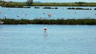 Pourquoi les flamants roses pourraient mettre en danger le célèbre risotto
