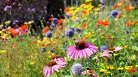 Couleurs, senteurs, biodiversité… ces fleurs sauvages (mais non invasives) à planter dans un jardin