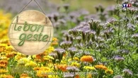 Fleurs, les amies de nos potagers