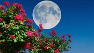 Jardinage : le grand principe à appliquer pour planter en fonction de la Lune
