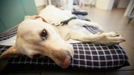 Nos animaux domestiques aussi souffrent de la chaleur et d’autres accidents peuvent les mettre en danger : les urgences vétérinaires explosent pendant l’été