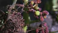 VIDÉO - Le mildiou infeste les vignes de Gironde, à la suite d'un printemps 