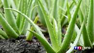 VIDÉO - Sécheresse : moins gourmande en eau, l'aloe vera séduit le sud de la France