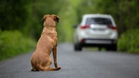 "Ce n'est pas le 15 juillet au matin qu'on se pose la question" : le président de la SPA alerte sur la hausse préoccupante des abandons d'animaux