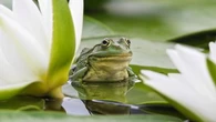 "Quand les grenouilles chantent, c'est qu'il va faire beau" : comment certains animaux peuvent-ils prédire la météo ?