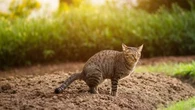 Voici les astuces à appliquer pour apprendre à son chat à faire ses besoins à l'extérieur