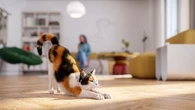 Le saviez-vous : votre chat s'étire pour plusieurs raisons
