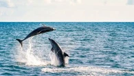 États-Unis : un capitaine de pêche lourdement condamné pour avoir empoisonné et abattu des grands dauphins