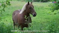 Pétition : des chevaux de trait bientôt au chômage ?