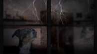 Votre chien est terrorisé par les orages ? Voici quelques conseils pour le rassurer