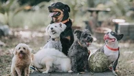 Adopter un chien ? Attention à ces races réputées plus fragiles