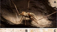 Son nom rend hommage à une "créature légendaire" : un mystérieux insecte découvert au fond d'une grotte en Grèce