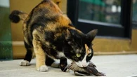 Pour quelles raisons mon chat me rapporte-t-il ses proies ?
