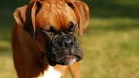 Pourquoi mon chien éternue-t-il et faut-il s'en inquiéter ?