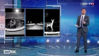 Pourquoi ces vidéos qui montrent des animaux sautant sur un trampoline posent-elles problème ?