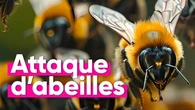 Pourquoi des abeilles ont attaqué 24 personnes faisant 3 blessés graves ?
