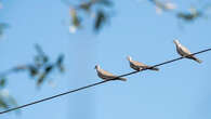 Pourquoi les oiseaux ne s’électrocutent-ils pas quand ils se posent sur les fils électriques ?