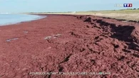 Pourquoi autant d'"algues rouges" sur la plage