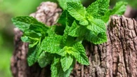 Ces erreurs que font trop souvent les jardiniers en plantant de la menthe
