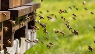 Pourquoi vous avez tout intérêt à construire une ruche dans votre jardin ?
