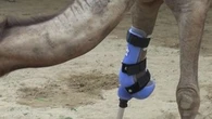 Pakistan : une chamelle amputée de la patte reçoit une prothèse artificielle
