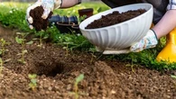 La terre de votre jardin est trop sèche ? Pas de problème pour ces légumes !