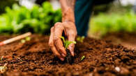 Grâce à ces précieux conseils, vous allez devenir l’as du potager !